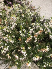 Heather plants
