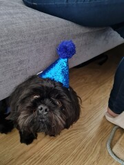Can we share dog pictures?