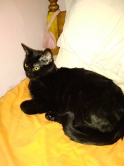 My New Cats