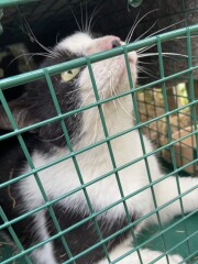 Trapped a stray today