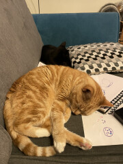 Introducing a new kitten 