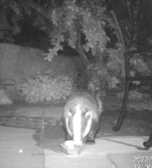Foxes in neighbour's abandoned garden