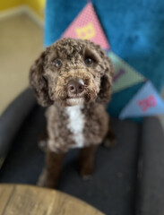 Can we share dog pictures?