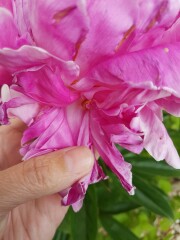 Peony flower has multiple 'centres' around the edge