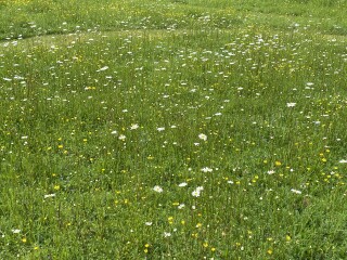 AIBU to ask you to cut your grass?