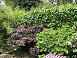 Removing trees/plants from established garden