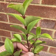 Plant ID please