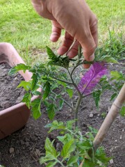 Tomato side shooting help please 