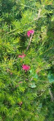 More plant ID please 