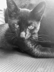 Introducing a new kitten 