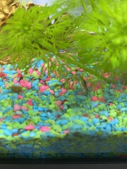 What am I doing wrong with these fish?