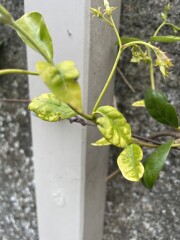 What’s wrong with my trachelospermum?
