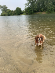 Can we share dog pictures?