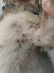 What is this rash on my dog?