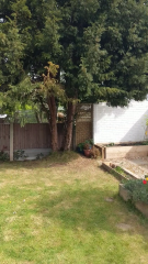 Should I cut down my yew tree?