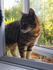 Thug cat part 4.  After all, it's not my Axminster.