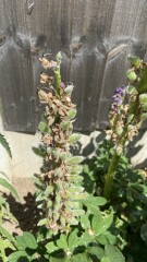 Lupin seed pods/deadheading/sowing 