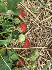 The Vegetable Patch