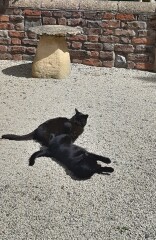 Talk to me re black cats…