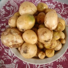 The Vegetable Patch