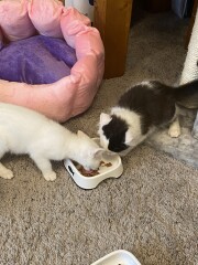 Beautiful new kittens ❤️