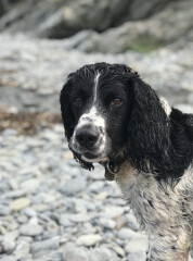 Recommend me medium size, active dog breeds to consider? 