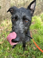 Can we share dog pictures?