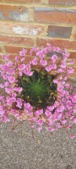 More plant ID please 
