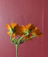 Anyone want to see a viviparous calendula? I've never seen one before!