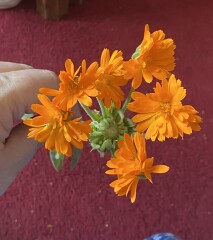Anyone want to see a viviparous calendula? I've never seen one before!