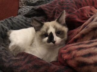 Male cats vs female cats, which are more affectionate?