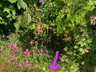 Why are the plants leaning like that? (Photos)