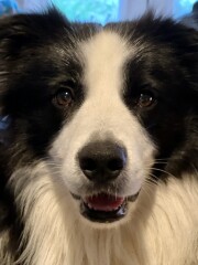 Collie vs Labrador 