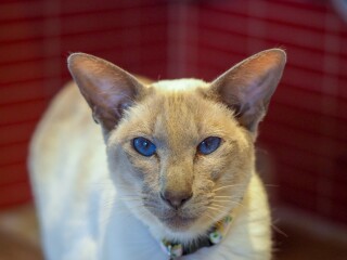 Male cats vs female cats, which are more affectionate?