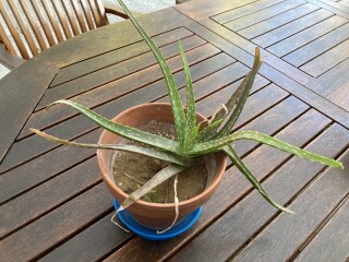 Please help me with my aloe veras