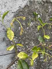 What’s wrong with my trachelospermum?