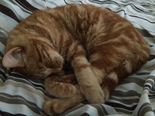 Tips on getting tablets into cat? 