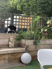 Anyone escaped proofed their garden?