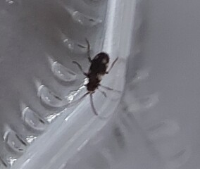 What's this critter?