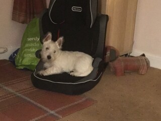 My dog is not allowed