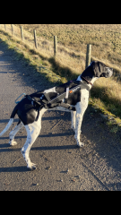 Recommend me medium size, active dog breeds to consider? 