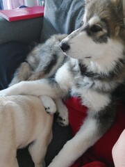 Can we share dog pictures?