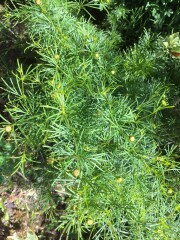 Plant ID - Is it horsetail?