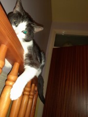 What have I forgotten for new cat?