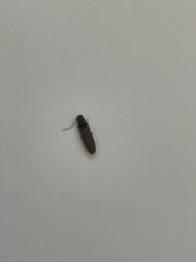 To ask you to help me categorically ID this bug