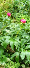 How to move plants from one part of the garden to another