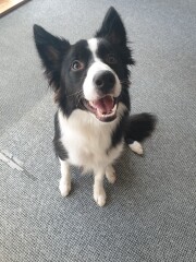 Can we share dog pictures?
