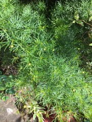 Plant ID - Is it horsetail?