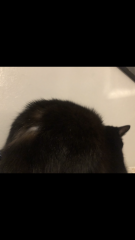 Missing fur 
