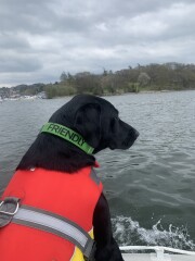 Can we share dog pictures?